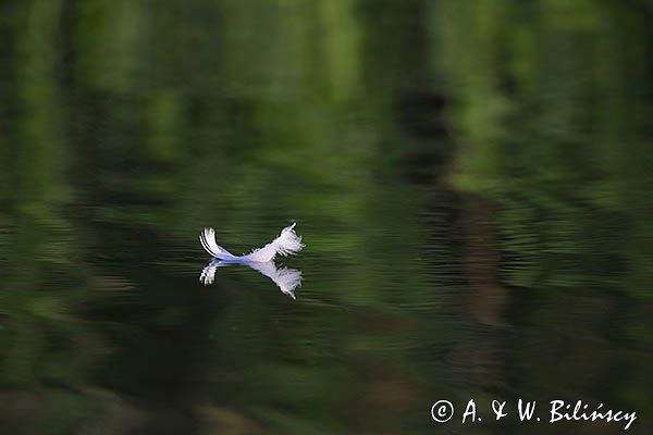 piórko, łabędź niemy, Cygnus olor