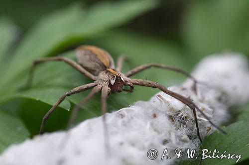 pająk darownik przedziwny /pająk namiotnik/ Pisaura mirabilis