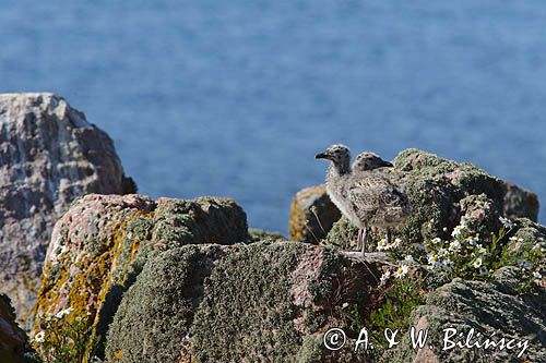 Mewy srebrzyste, Larus argentatus, pisklęta