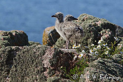 Mewy srebrzyste, Larus argentatus, pisklęta