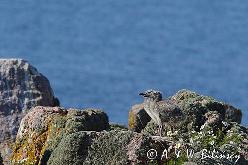 Mewy srebrzyste, Larus argentatus, pisklęta