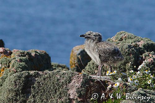 Mewy srebrzyste, Larus argentatus, pisklęta