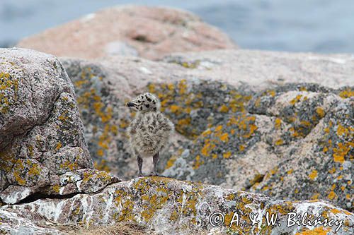 Mewy srebrzyste, Larus argentatus, pisklęta