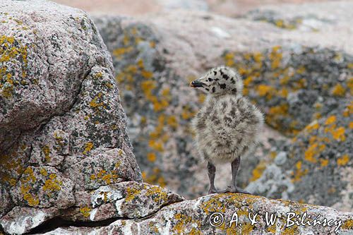 Mewy srebrzyste, Larus argentatus, pisklęta