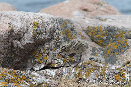 Mewy srebrzyste, Larus argentatus, pisklęta