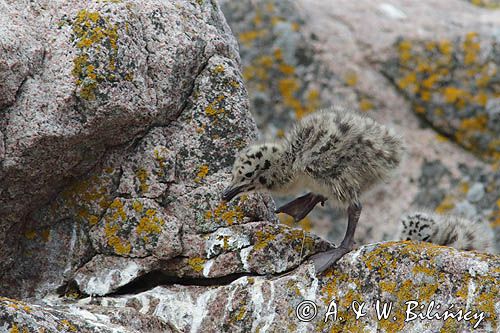 Mewy srebrzyste, Larus argentatus, pisklęta