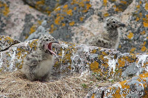 Mewy srebrzyste, Larus argentatus, pisklęta