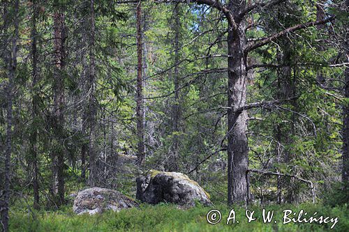 lasna wyspie Pite Ronnskar, Archipelag Pitea, Szwecja, Zatoka Botnicka