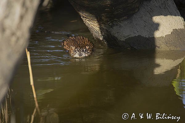 Piżmak amerykański, piżmak, piżmoszczur, szczur piżmowy, Ondatra zibethicus