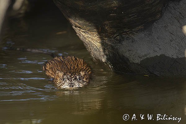 Piżmak amerykański, piżmak, piżmoszczur, szczur piżmowy, Ondatra zibethicus