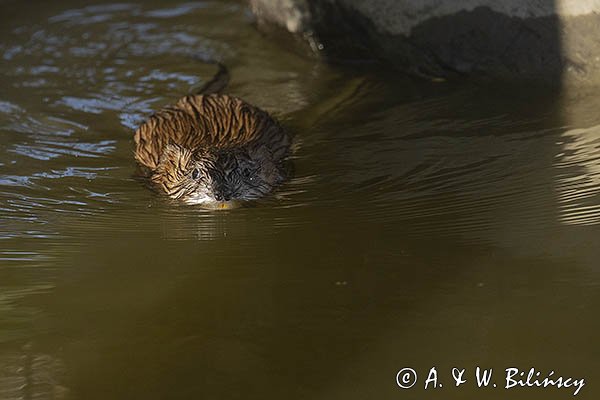 Piżmak amerykański, piżmak, piżmoszczur, szczur piżmowy, Ondatra zibethicus