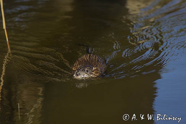 Piżmak amerykański, piżmak, piżmoszczur, szczur piżmowy, Ondatra zibethicus