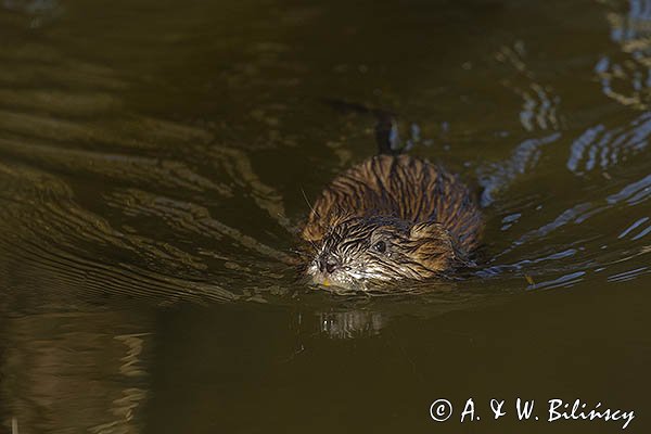 Piżmak amerykański, piżmak, piżmoszczur, szczur piżmowy, Ondatra zibethicus