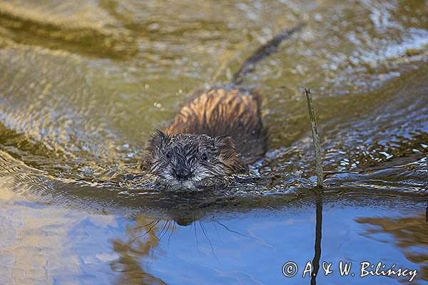 Piżmak amerykański, piżmak, piżmoszczur, szczur piżmowy, Ondatra zibethicus