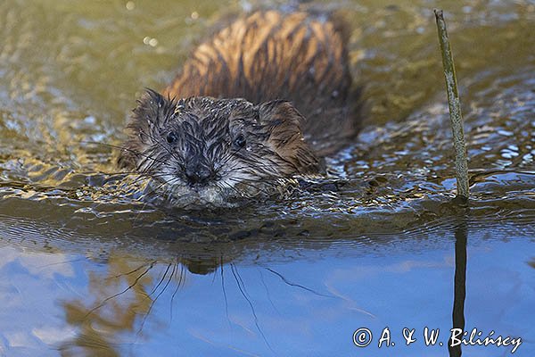 Piżmak amerykański, piżmak, piżmoszczur, szczur piżmowy, Ondatra zibethicus