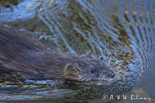 Piżmak amerykański, piżmak, piżmoszczur, szczur piżmowy, Ondatra zibethicus