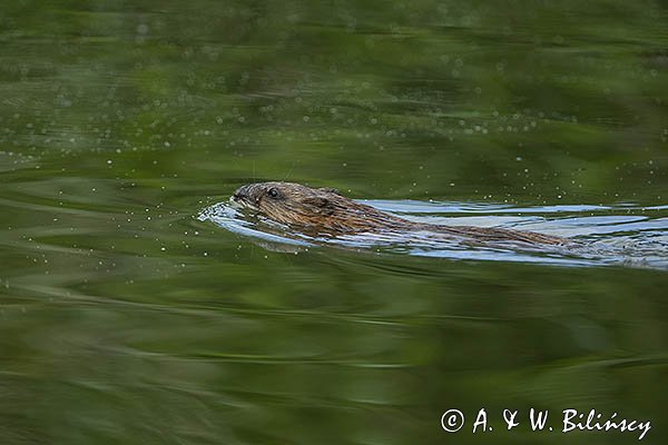 Piżmak amerykański, piżmak, piżmoszczur, szczur piżmowy, Ondatra zibethicus