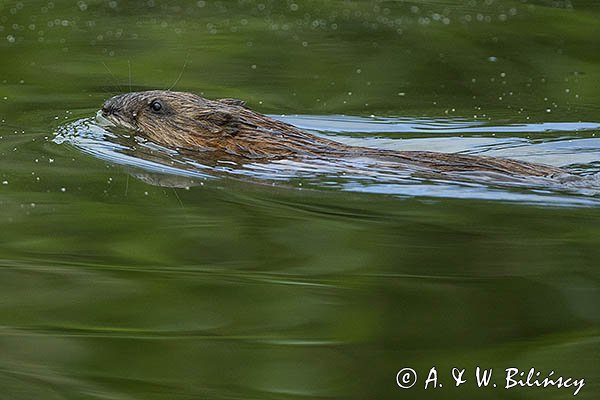 Piżmak amerykański, piżmak, piżmoszczur, szczur piżmowy, Ondatra zibethicus