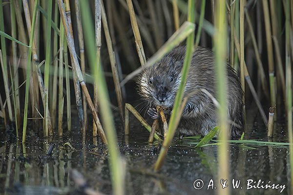 Piżmak amerykański, piżmak, piżmoszczur, szczur piżmowy, Ondatra zibethicus