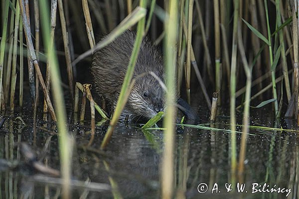 Piżmak amerykański, piżmak, piżmoszczur, szczur piżmowy, Ondatra zibethicus