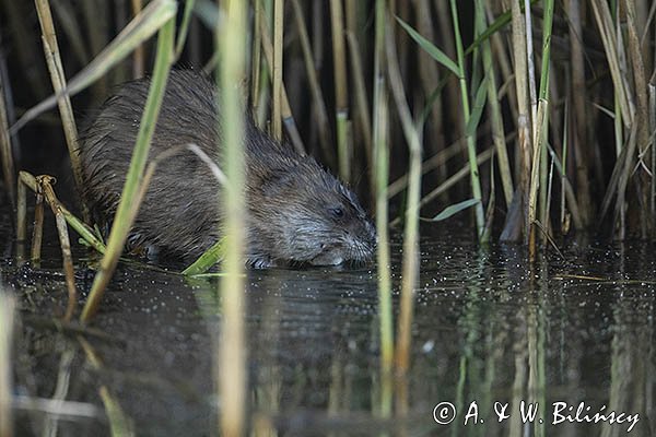 Piżmak amerykański, piżmak, piżmoszczur, szczur piżmowy, Ondatra zibethicus