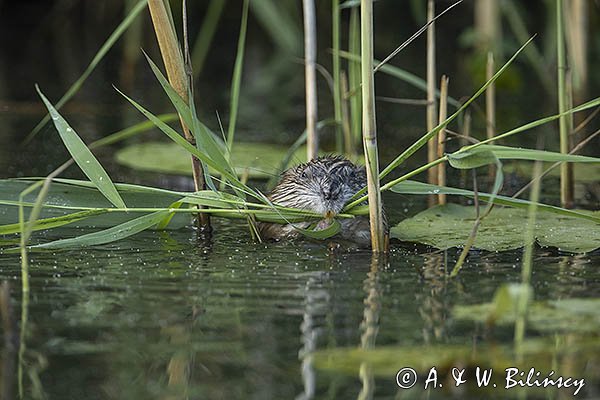 Piżmak amerykański, piżmak, piżmoszczur, szczur piżmowy, Ondatra zibethicus