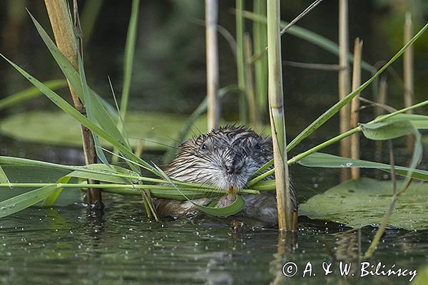 Piżmak amerykański, piżmak, piżmoszczur, szczur piżmowy, Ondatra zibethicus