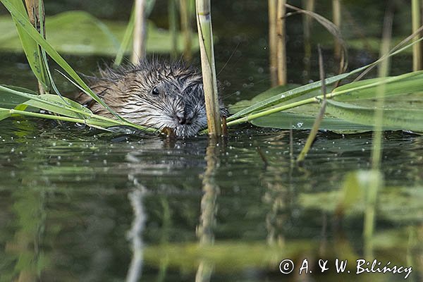 Piżmak amerykański, piżmak, piżmoszczur, szczur piżmowy, Ondatra zibethicus