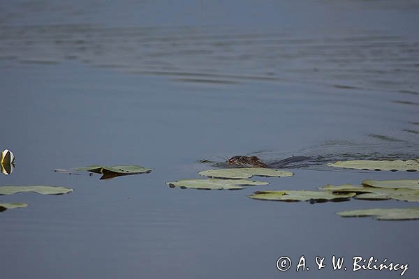 Piżmak amerykański, piżmak, piżmoszczur, szczur piżmowy, Ondatra zibethicus