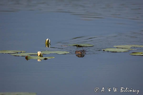 Piżmak amerykański, piżmak, piżmoszczur, szczur piżmowy, Ondatra zibethicus