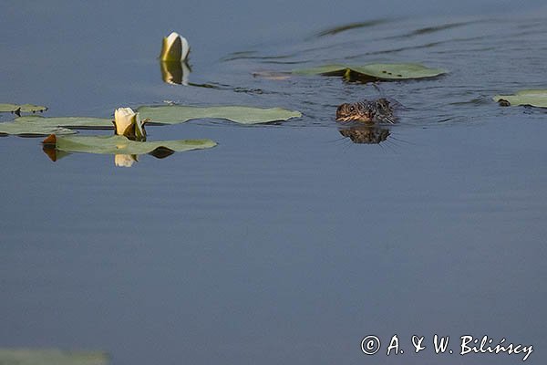 Piżmak amerykański, piżmak, piżmoszczur, szczur piżmowy, Ondatra zibethicus