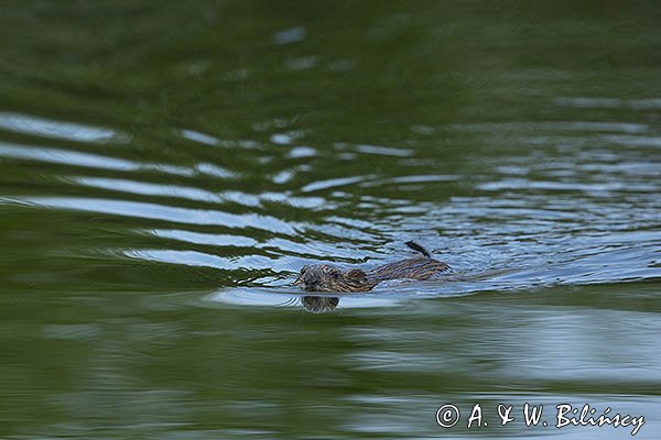 Piżmak amerykański, piżmak, piżmoszczur, szczur piżmowy, Ondatra zibethicus