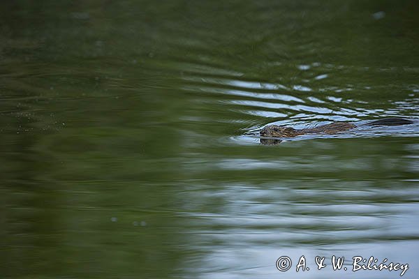 Piżmak amerykański, piżmak, piżmoszczur, szczur piżmowy, Ondatra zibethicus