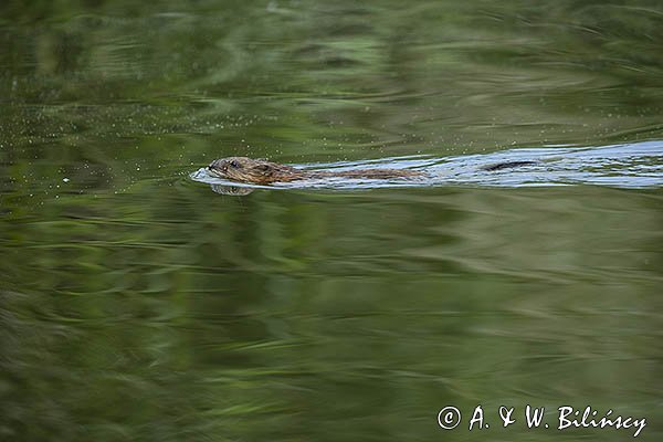 Piżmak amerykański, piżmak, piżmoszczur, szczur piżmowy, Ondatra zibethicus