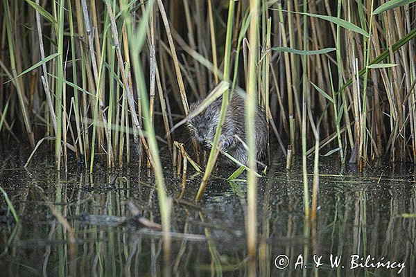 Piżmak amerykański, piżmak, piżmoszczur, szczur piżmowy, Ondatra zibethicus