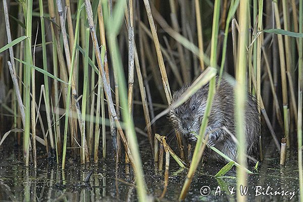 Piżmak amerykański, piżmak, piżmoszczur, szczur piżmowy, Ondatra zibethicus