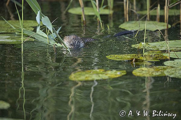 Piżmak amerykański, piżmak, piżmoszczur, szczur piżmowy, Ondatra zibethicus