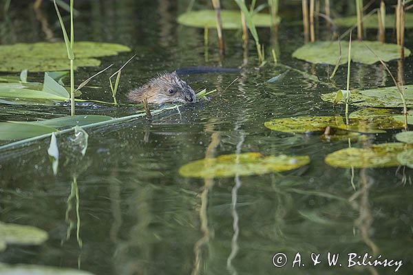 Piżmak amerykański, piżmak, piżmoszczur, szczur piżmowy, Ondatra zibethicus