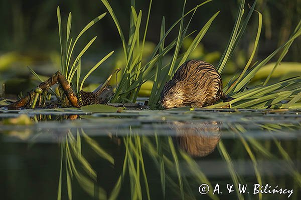 Piżmak amerykański, piżmak, piżmoszczur, szczur piżmowy, Ondatra zibethicus