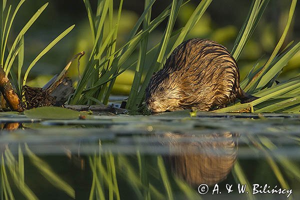 Piżmak amerykański, piżmak, piżmoszczur, szczur piżmowy, Ondatra zibethicus