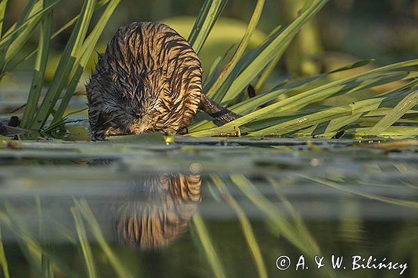 Piżmak amerykański, piżmak, piżmoszczur, szczur piżmowy, Ondatra zibethicus