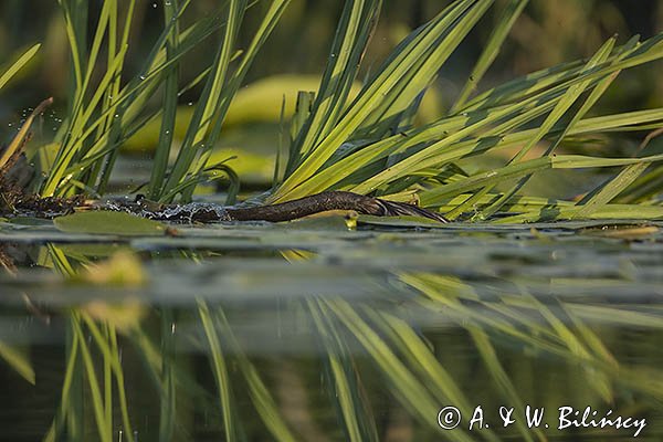 Piżmak amerykański, piżmak, piżmoszczur, szczur piżmowy, Ondatra zibethicus