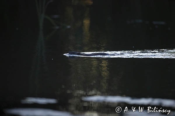 Piżmak amerykański, piżmak, piżmoszczur, szczur piżmowy, Ondatra zibethicus