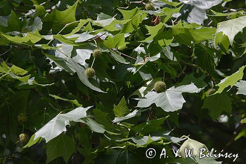 platan klonolistny, Platanus x acerifolia