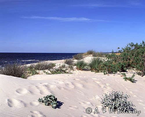 plaża nad Bałtykiem, mikołajek nadmorski, Eryngium maritimum