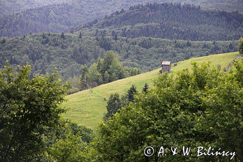 widok, wieś Plesza, Bukowina, Rumunia