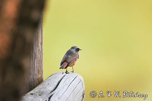 Pleszka zwyczajna, pleszka, Phoenicurus phoenicurus