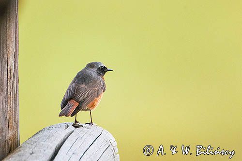 Pleszka zwyczajna, pleszka, Phoenicurus phoenicurus