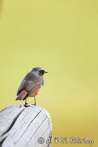 Pleszka zwyczajna, pleszka, Phoenicurus phoenicurus