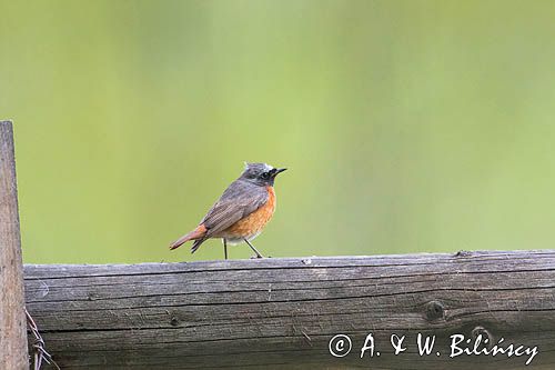 Pleszka zwyczajna, pleszka, Phoenicurus phoenicurus